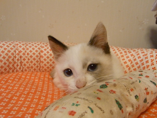 f:id:akiyochan15:20101007174023j:image:w360