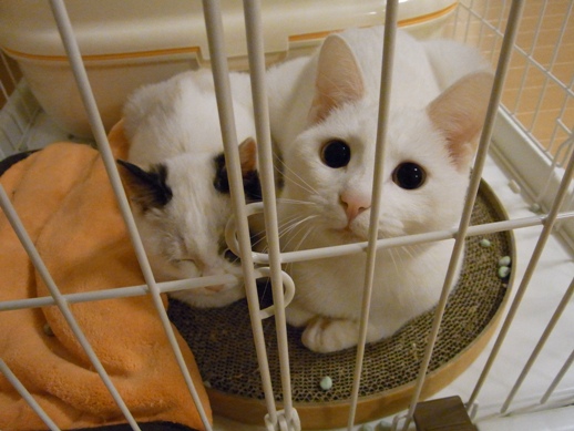 f:id:akiyochan15:20101113025132j:image:w360