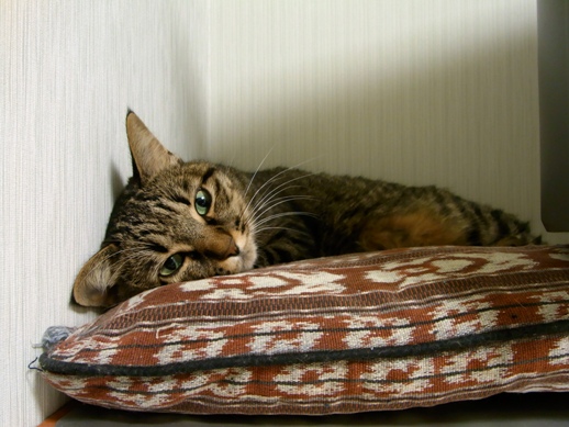 f:id:akiyochan15:20101209224921j:image