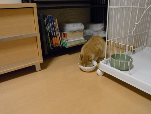 f:id:akiyochan15:20110203015537j:image