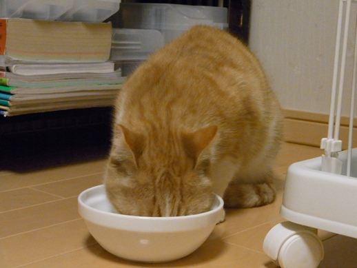 f:id:akiyochan15:20110203015659j:image