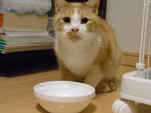 f:id:akiyochan15:20110203015721j:image