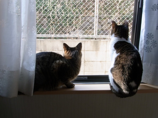 f:id:akiyochan15:20110203143031j:image