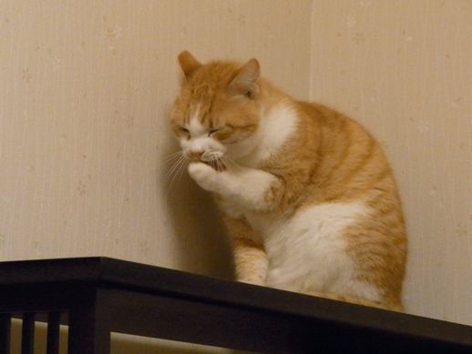 f:id:akiyochan15:20110204014624j:image f:id:akiyochan15:20110204014624j:image