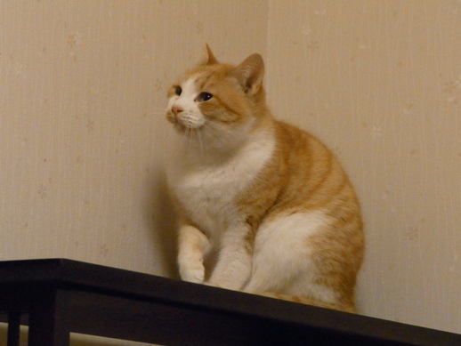 f:id:akiyochan15:20110204014644j:image f:id:akiyochan15:20110204014644j:image