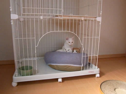 f:id:akiyochan15:20110204125034j:image f:id:akiyochan15:20110204125034j:image