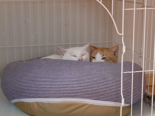 f:id:akiyochan15:20110204125044j:image f:id:akiyochan15:20110204125044j:image