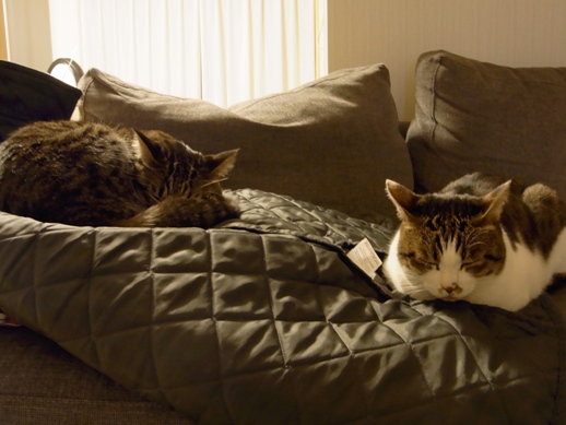 f:id:akiyochan15:20110208000814j:image