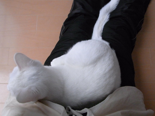 f:id:akiyochan15:20110210074150j:image