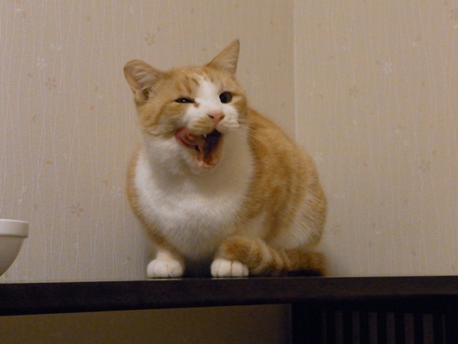 f:id:akiyochan15:20110212011137j:image f:id:akiyochan15:20110212011137j:image