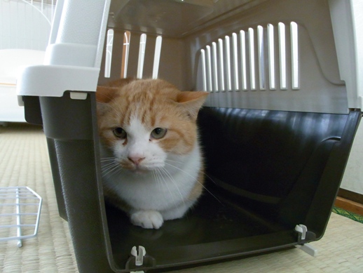 f:id:akiyochan15:20110212162041j:image f:id:akiyochan15:20110212162041j:image