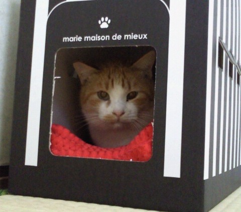 f:id:akiyochan15:20110213074100j:image f:id:akiyochan15:20110213074100j:image