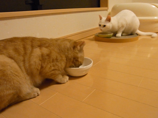 f:id:akiyochan15:20110216014403j:image