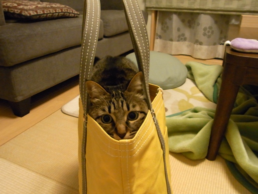 f:id:akiyochan15:20110305175357j:image f:id:akiyochan15:20110305175357j:image