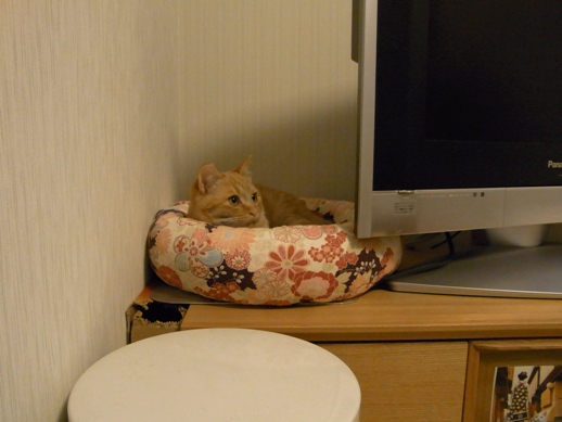 f:id:akiyochan15:20110306175502j:image f:id:akiyochan15:20110306175502j:image