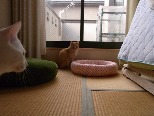 f:id:akiyochan15:20110316171846j:image f:id:akiyochan15:20110316171846j:image