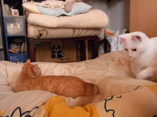 f:id:akiyochan15:20110316172012j:image f:id:akiyochan15:20110316172012j:image