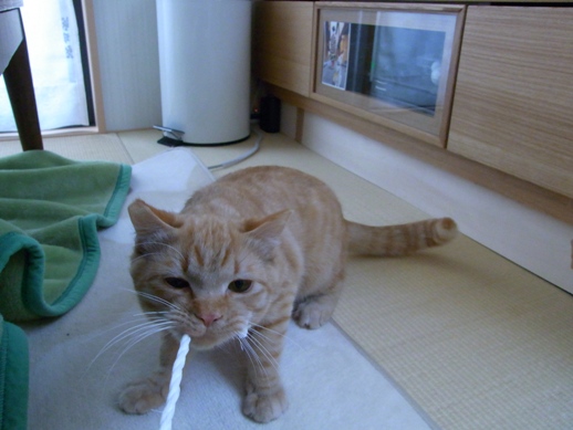 f:id:akiyochan15:20110319104054j:image f:id:akiyochan15:20110319104054j:image