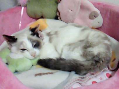 f:id:akiyochan15:20110420022200j:image