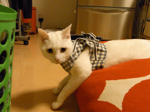 f:id:akiyochan15:20110426205331j:image