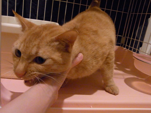 f:id:akiyochan15:20110430004008j:image f:id:akiyochan15:20110430004008j:image