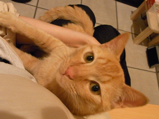 f:id:akiyochan15:20110501213249j:image f:id:akiyochan15:20110501213249j:image