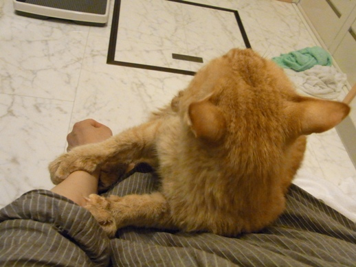 f:id:akiyochan15:20110502214853j:image f:id:akiyochan15:20110502214853j:image