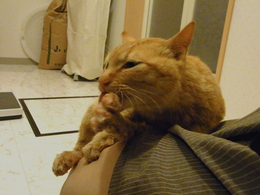 f:id:akiyochan15:20110502214958j:image f:id:akiyochan15:20110502214958j:image