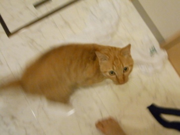 f:id:akiyochan15:20110502215039j:image f:id:akiyochan15:20110502215039j:image