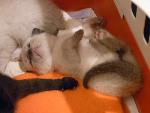 f:id:akiyochan15:20110509203828j:image:w360 f:id:akiyochan15:20110509203828j:image:w360