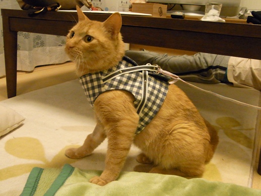 f:id:akiyochan15:20110510002412j:image