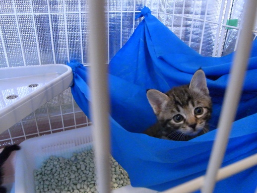 f:id:akiyochan15:20110525123510j:image