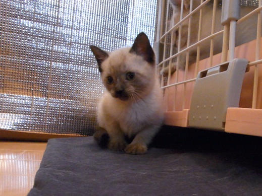 f:id:akiyochan15:20110527080117j:image:w350