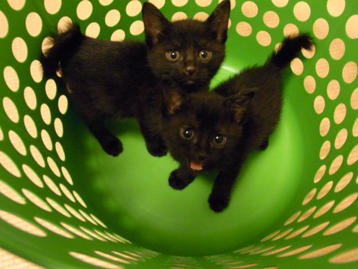 f:id:akiyochan15:20110529034655j:image