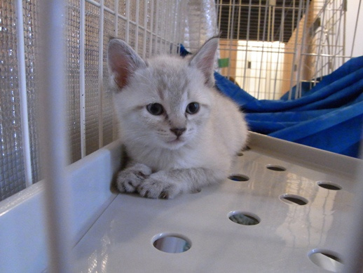 f:id:akiyochan15:20110530171057j:image:w360