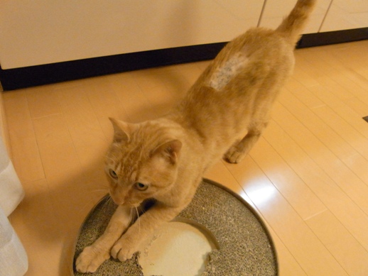 f:id:akiyochan15:20110531010211j:image f:id:akiyochan15:20110531010211j:image