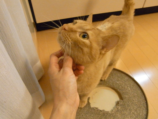 f:id:akiyochan15:20110531010224j:image f:id:akiyochan15:20110531010224j:image