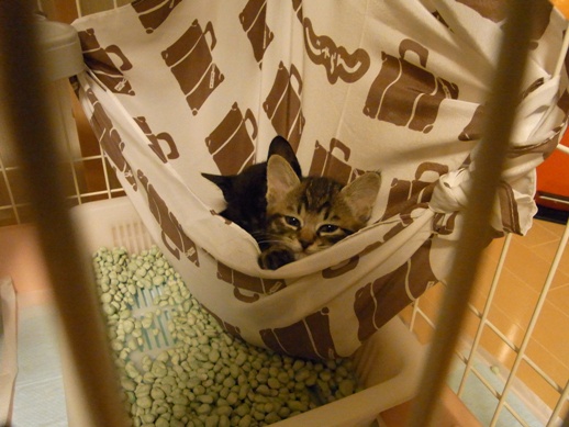 f:id:akiyochan15:20110531032732j:image