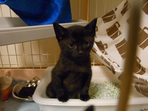 f:id:akiyochan15:20110601025456j:image