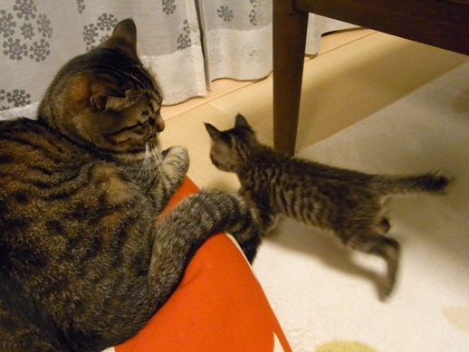 f:id:akiyochan15:20110601212945j:image