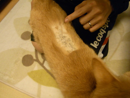 f:id:akiyochan15:20110602023042j:image f:id:akiyochan15:20110602023042j:image