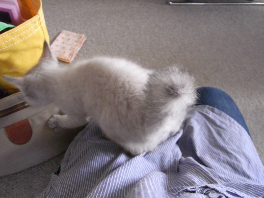 f:id:akiyochan15:20110609171943j:image f:id:akiyochan15:20110609171943j:image