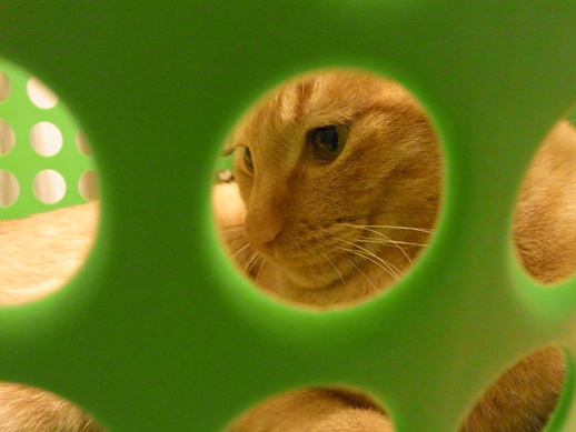 f:id:akiyochan15:20110613010919j:image