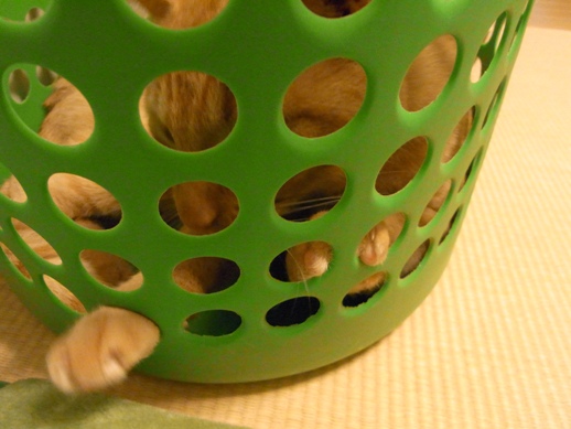 f:id:akiyochan15:20110613011020j:image