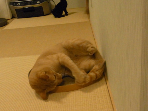 f:id:akiyochan15:20110619021907j:image