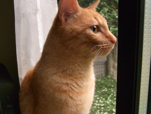 f:id:akiyochan15:20110619180025j:image