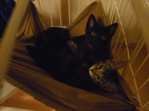 f:id:akiyochan15:20110619182727j:image f:id:akiyochan15:20110619182727j:image