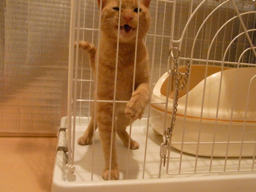 f:id:akiyochan15:20110620164456j:image