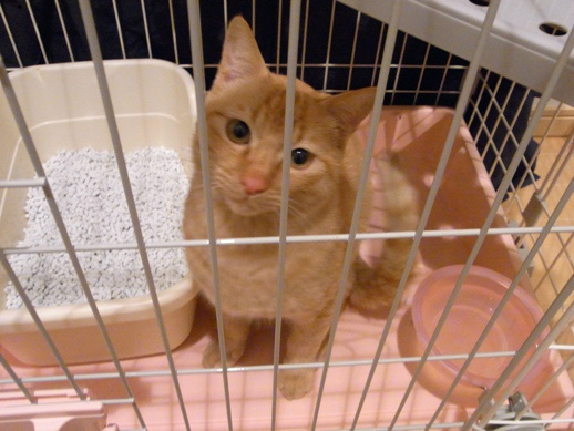 f:id:akiyochan15:20110620164604j:image