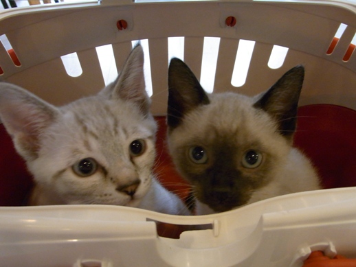 f:id:akiyochan15:20110621124651j:image